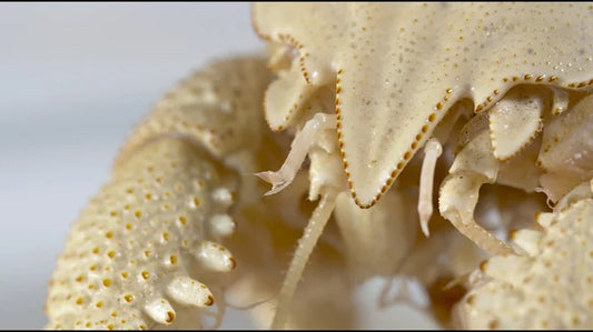 Discovering Extraterrestrial Life: Exploring the Different Types of Hydrothermal Vents