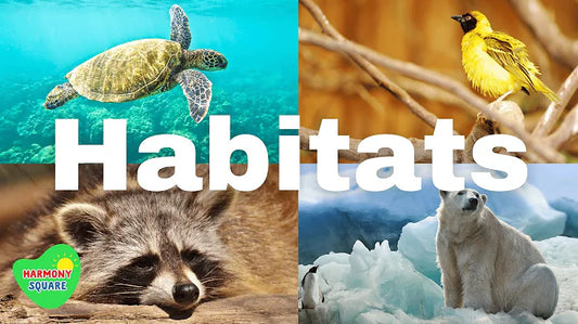 The Pawsome Solution: Companion Animals in Space Habits